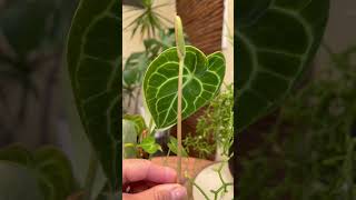 Anthurium Clarinervium Flower  How to prune anthurium inflorescence [upl. by Yenoh]