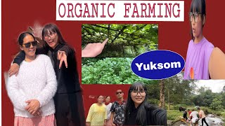 Organic farming in our village yuksom first capital of Sikkim [upl. by Nnilsia526]