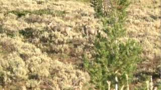 Episode 2 Wyoming Mule Deer Hunt  Triple MAG [upl. by Scribner82]