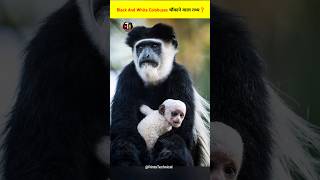 Black And White Colobus monkey Facts In Hindi  Colobus Monkey Information monkey facts shorts [upl. by Laeira]