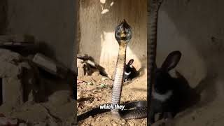 King Cobra  The King Of Snakes animals animalcuriosities animalfacts [upl. by Bultman]