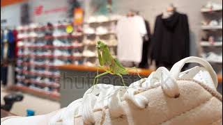 A female Chinese Mantis Tenodera sinensis cleaning itself seems lost in the shoe store [upl. by Allenotna888]