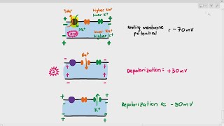 156 Action Potential Depolarization amp Repolarization Cambridge AS A Level Biology 9700 [upl. by Siekram]