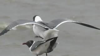 Laughing Gull Couple Port Mahon DE 51224 [upl. by Harbed]