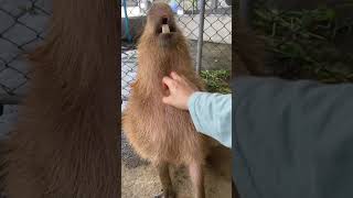 Pampered capybara loves neck scratches [upl. by Ursi169]