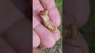 Lobster Moth Caterpillar [upl. by Carrington311]