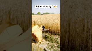 Rabbit hunting  Khargosh ka shikar 🐇😱 hunting rabbit farming khargosh rabbits hunter [upl. by Clemente855]