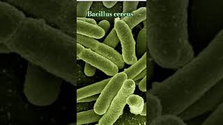 Bacillus cereus Grampositive rodshaped bacteria Sporeforming survive heat and drying [upl. by Roberson]