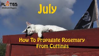 How To Propagate Rosemary From Cuttings [upl. by Adiaroz92]