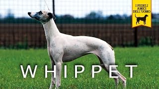 WHIPPET trailer documentario razza canina [upl. by Sheaff]