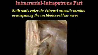 Facial Nerve part 1 of 2wmv [upl. by Orfinger]