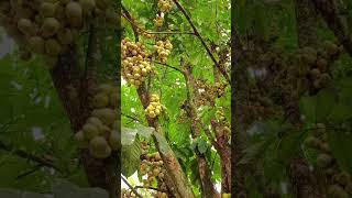 OUR LANZONES TREE PUNO NG BUNGA YUM😋shorts mommychelchannel5818 [upl. by Hasheem]