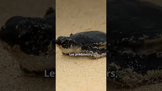 🐢 La tortue de mer doyenne des océans 🐢 animaux documentaire [upl. by Urata]