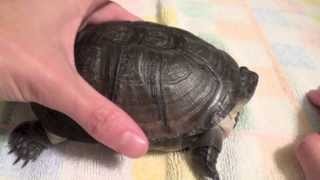 How to Read Your Turtles Shell  Shell Rot Age and Pyramiding [upl. by Arek]