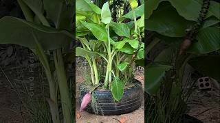 How to Grow Banana at Home with New Technique 🍌 plants shorts farming [upl. by Elirpa241]