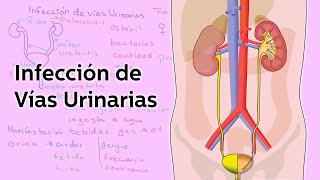 Infección de Vías Urinarias  Salud  Educatina [upl. by Atel536]