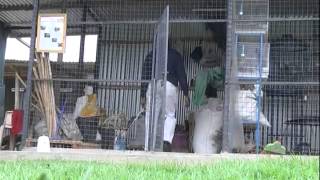 Entrepreneur  Nairobis thriving ornamental bird business [upl. by Ahsinyd807]