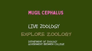 Mugil cephalus [upl. by Gassman]