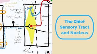 Chief Sensory Tract amp Nucleus [upl. by Ogilvie169]