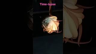 Brahma Kamala Bloom  Epiphyllum Oxypetalum flower Bloom Stunning Timelapse [upl. by Egap962]