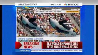 TRAINER WOMAN KILLED BY ORCA KILLER WHALE AT SEAWORLD 2242010 [upl. by Awad]