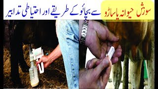 Mastitis treatment and preventive measures in dairy cows and buffaloes [upl. by Ribaudo]