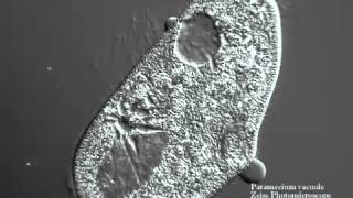 Paramecium vacuole YouTube [upl. by Sualokin]