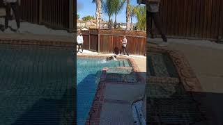 Daredevil Dog Runs Across Pool Cover [upl. by Jangro]