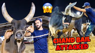 CHAND BAIL NE ATTACK KARDIA😱 WORLD BIGGEST CHAND BAIL  COW MANDI VLOG  MISHKAT KHAN [upl. by Nerti]