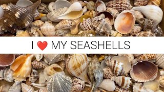 What does a seashell collection look like 4 years collecting shells every week adds up quick [upl. by Anenahs281]