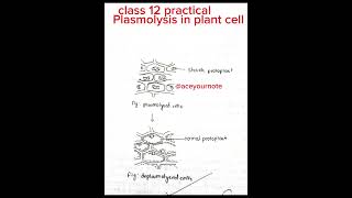 Plasmolysis in plant cell class 12 botany practical biology ytshorts shorts aceyournote [upl. by Swihart]