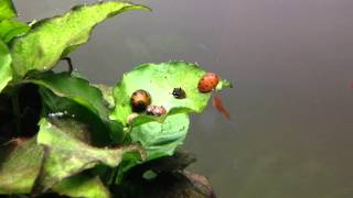 Nerite and Horned Nerite Snails eating algae  timelapse [upl. by Roseanna]