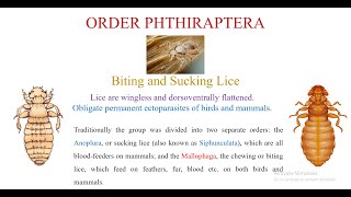 Order Phthiraptera [upl. by Asilana]