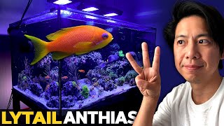 I cant pronounce Lyretail Anthias Brine Shrimp Hatchery review Joker Corals The Reefer Spot [upl. by Yelnet]