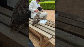 Un hibou moyen duc au zoo danslonze [upl. by Rimma]