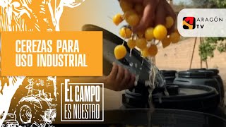 Cerezas para uso industrial [upl. by Eadahc]