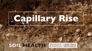 Soil Basics Capillary Rise [upl. by Ziza]