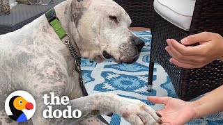 Watch The TearJerking Moment This Dog Meets His New Mom  The Dodo Adoption Day [upl. by Ahsemat97]