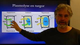 Biologie HV BB Stevigheid door osmose [upl. by Bridgette]