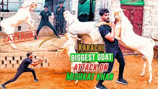 Karachi Biggest Gulabi Goat attack on Mishkat Khan Muniflivestock mishkatkhan [upl. by Hussar197]