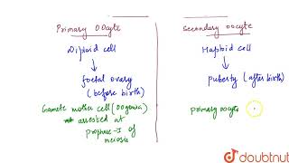 What is the difference between a primary oocyte and a secondary oocyte [upl. by Mixam]