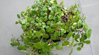 Plectranthus Nummularius  Swedish ivy [upl. by Amathiste]