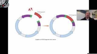 Ligation of PCR Products [upl. by Edy]