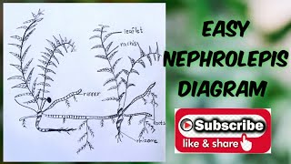 How to draw easy Nephrolepis diagram step by step [upl. by Isolde221]