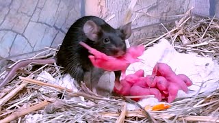 Mice drag the baby mice to a secluded place Mice sounds Mouse squeaking [upl. by Nylahsoj]