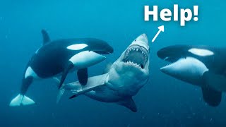 Orcas vs Great White Sharks  Strength Comparison [upl. by Alarick217]