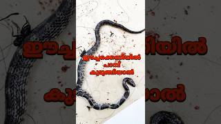 ഈച്ചക്ക് വച്ചത് പാമ്പിന് കൊണ്ടാൽ🐍 Wolf snake sticked in fly trap sarpa snakerescue urbanwildlife [upl. by Calysta]