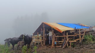 Most Relaxing Shepherd Life  Nepal  Rainy Day  Organic shepherd Food  Real Shepherd Life [upl. by Buskirk]