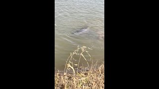 Rare Yangtze finless porpoise spotted in Chinas Anhui [upl. by Ball308]