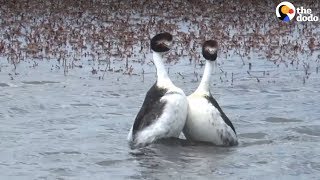 Bird Tango Mating Dance of The Hooded Grebes  The Dodo [upl. by Sacrod]